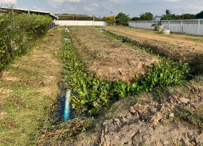 Anbaufläche mit Pflanzen zur Garnherstellung, mit grünen Wassergräben und trocknenden Beeten in einer sonnigen Umgebung.